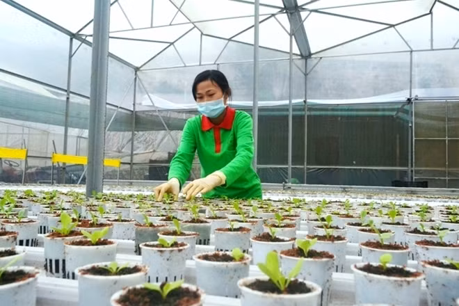 Rau thủy canh trước khi gieo trồng trên giàn được ươm trong giá thể đựng sơ dừa xay nhuyễn cho nảy mầm, đạt chiều cao từ 3-4 lá non thì đem ra trồng
