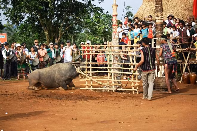 Lâm Đồng bỏ nghi thức đâm trong trâu trong các lễ hội truyền thống