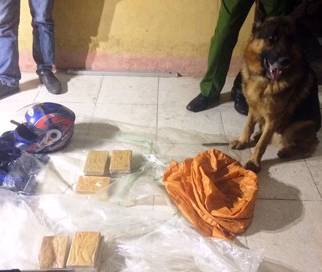 Chó nghiệp vụ Bull với chiến công 10 bánh heroin.