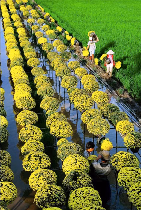 Tác phẩm “Làng hoa Sa Đéc” của tác giả Lý Hồng Bé đạt giải Nhì.