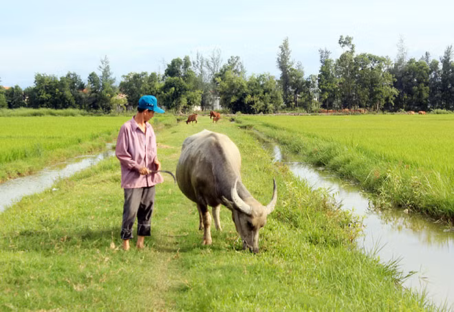 Nhiều người dân xã An Ninh, Quảng Bình bức xúc vì muốn thả trâu, bò ra đồng phải đóng phí.