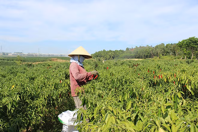 Giá ớt giảm thấp, người trồng ớt lâm vào cảnh điêu đứng.