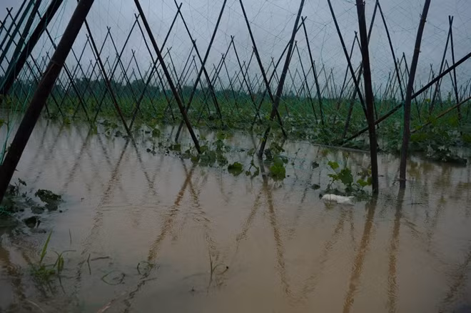 Tại vựa rau lớn nhất Quảng Nam - Bàu Tròn nước lũ lên cao