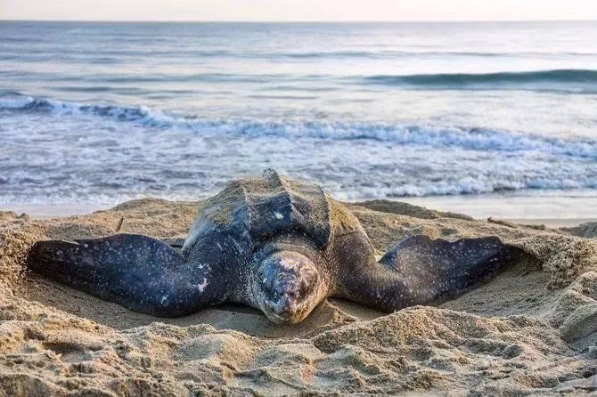 wwfcmsprodimagesleatherback-turtlformat-webpwidth.jpg