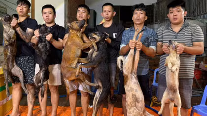 Triệt phá nhóm trộm chó chuyên nghiệp, mở rộng điều tra đường dây tiêu thụ liên tỉnh