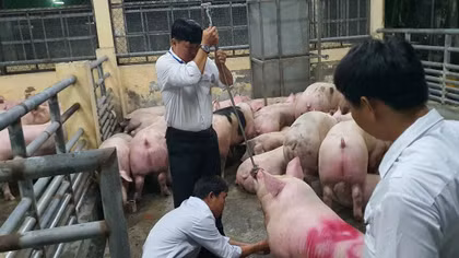 Triệt phá đường dây sử dụng chất cấm trong chăn nuôi quy mô đặc biệt lớn