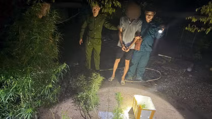 TP Hồ Chí Minh phát hiện nhiều vụ trồng cần sa tại nhà 