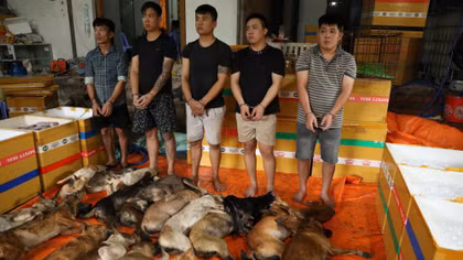 Quyết liệt đấu tranh, xử lý các đường dây trộm cắp chó, mèo