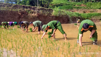 Công an xã ở Tuyên Quang lội ruộng giúp dân cấy lúa