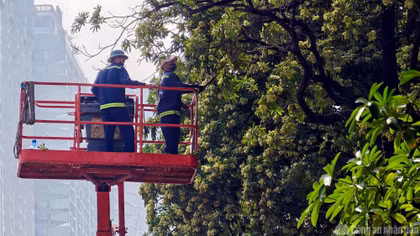 Hà Nội cắt tỉa hoa sữa, giảm mùi nồng gây khó chịu
