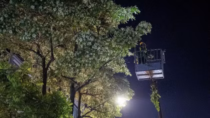 Công nhân cắt tỉa hoa sữa xuyên đêm