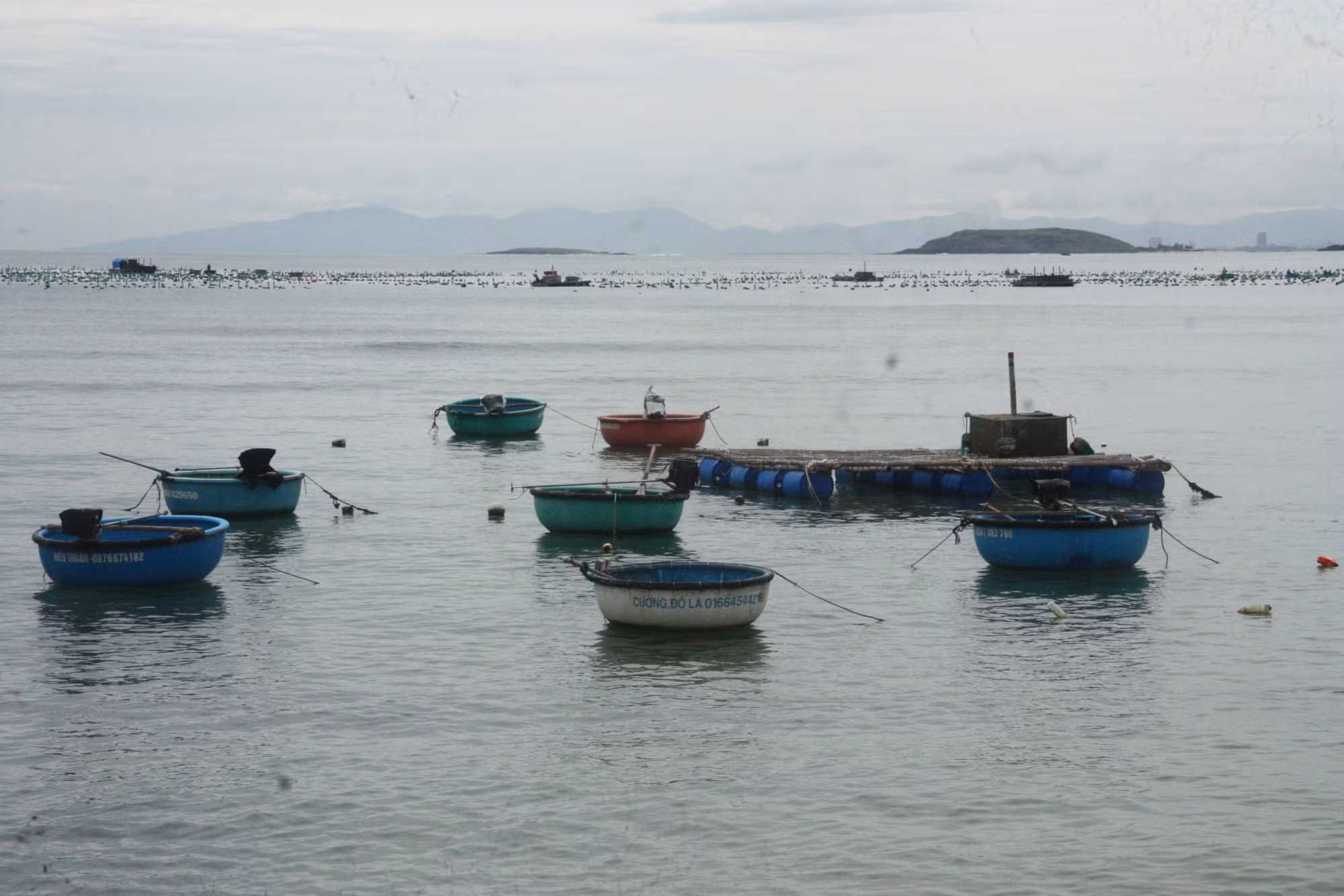 hy4-long-be-thuy-san-deu-duoc-di-doi-ra-khoi-khu-vuc-bao-ton-ran-san-ho-hon-yen.jpg