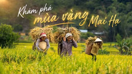 Mùa vàng Mai Hạ