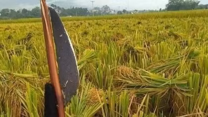 Bàn thêm về một chữ trong hai câu ca dao