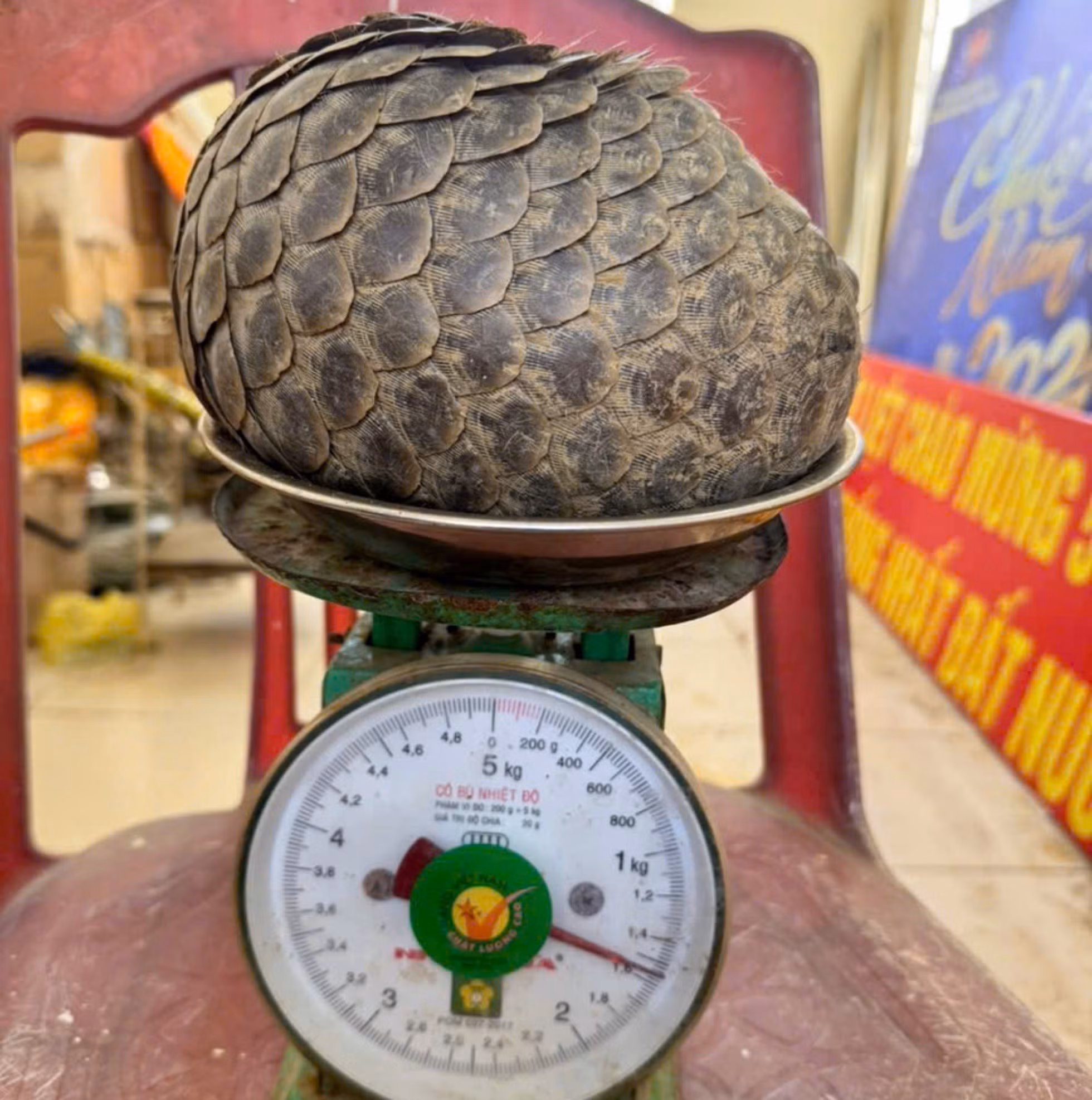 te-te-b-ngoc-thi.jpg