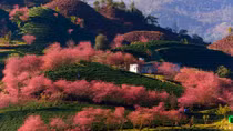 Nghĩ trong sương sớm Sa Pa