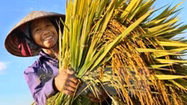 Lần đầu phát động Giải báo chí toàn quốc viết về nông nghiệp, nông dân, nông thôn