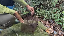 Gỡ bỏ hàng trăm bẫy thú rừng trong Khu bảo tồn bán đảo Sơn Trà