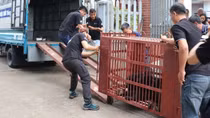 Cứu hộ gấu ngựa nặng gần 160kg tại huyện Mê Linh