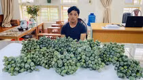 Kịp thời phát hiện và bắt giữ đối tượng mua bán quả thuốc phiện