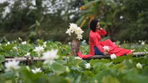 Ngắm đầm sen trắng tinh khôi ở ngoại thành Hà Nội