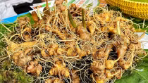 Sâm Ngọc Linh mở lối làm giàu cho bà con vùng núi Quảng Nam