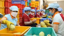 Nhiều cảnh báo về hàng hoá nông sản tại thị trường xuất khẩu