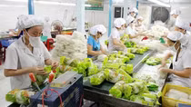 Xuất khẩu rau quả tăng 3,1%