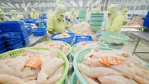 Kỳ vọng phục hồi xuất khẩu cá tra