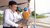 Thả trên 1 triệu con cá, tôm giống xuống sông Hậu