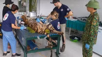 Di dời 7 cá thể hổ về khu chuồng mới ở Phong Nha Kẻ Bàng
