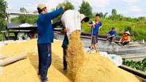 Tăng cường công tác xúc tiến thương mại, phát triển thị trường xuất khẩu gạo