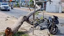 Trên đường về quê ăn Tết, hai thanh niên bị cây phượng đổ lên người
