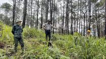 Để những cánh rừng Tây Nguyên thêm xanh!