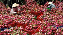Lời cảnh tỉnh cho nông sản xuất khẩu