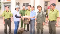 Bàn giao 2 con rái cá quý hiếm cho kiểm lâm
