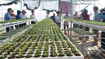 Hướng đi mới cho làng hoa Bình Lâm