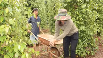 Trồng tiêu hữu cơ, hướng đi bền vững ở tỉnh Bình Phước