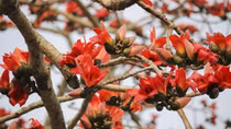 Cây lềnh si đứng đợi
