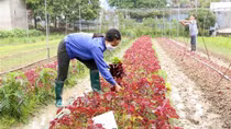 Hà Nội phấn đấu thu nhập nông dân đạt 70 triệu đồng/người/năm