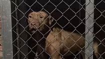 Chó Pitbull cắn chết cụ bà 82 tuổi