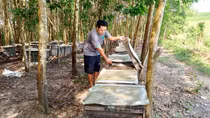 Theo chân những người nuôi ong lấy mật