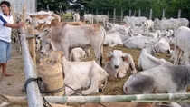 Bộ NN&PTNT đề nghị phối hợp liên ngành ngăn nạn nhập lậu trâu bò