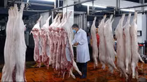 Vì sao doanh nghiệp ngại đầu tư cơ sở giết mổ gia súc?