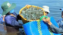 Cà Mau tổ chức Festival tôm năm 2023
