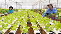 Phát triển nông nghiệp thịnh vượng, thực hiện khát vọng xây dựng đất nước hùng cường