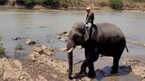 Buôn Đôn lặng lẽ voi già