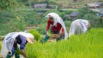 Phát triển hài hòa “văn minh nông nghiệp” và “văn minh công nghiệp”