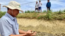 Nguồn nước sông ô nhiễm, người nuôi tôm trắng tay