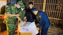 Tổng cục QLTT chỉ đạo “nóng” hành vi nhập lậu lợn thịt
